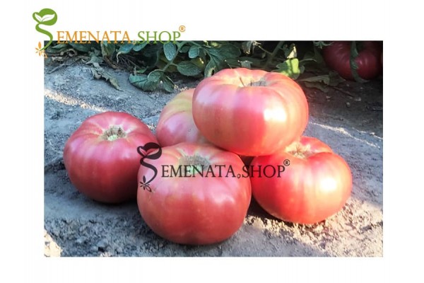 Семена на Розова Магия - домати с типичния български вкус и аромат Семена на Розова Магия - домати с типичния български вкус и аромат